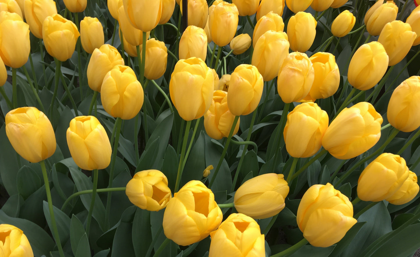 Darwin Tulip Novi Sun