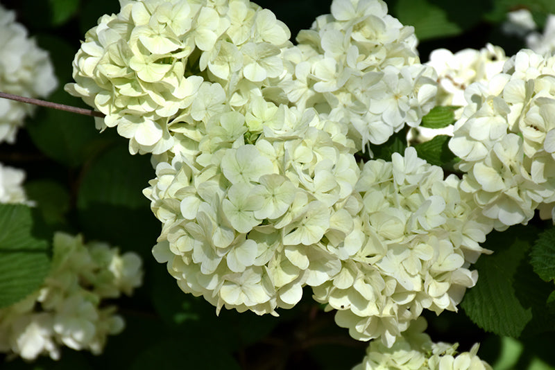 Viburnum Opening Day