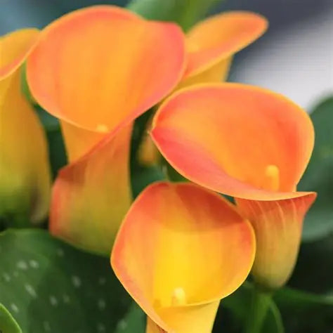 Orange Calla Lily