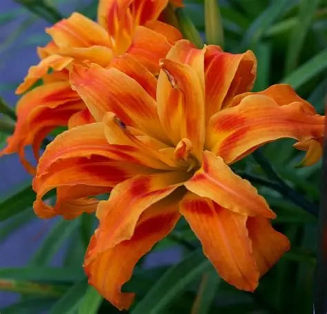 Daylily Orange Double