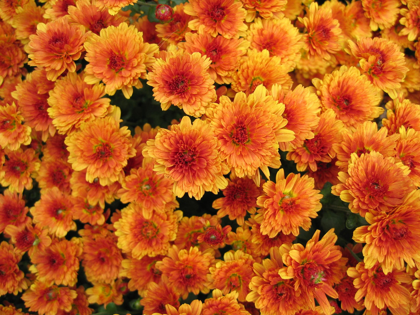 Orange Mums