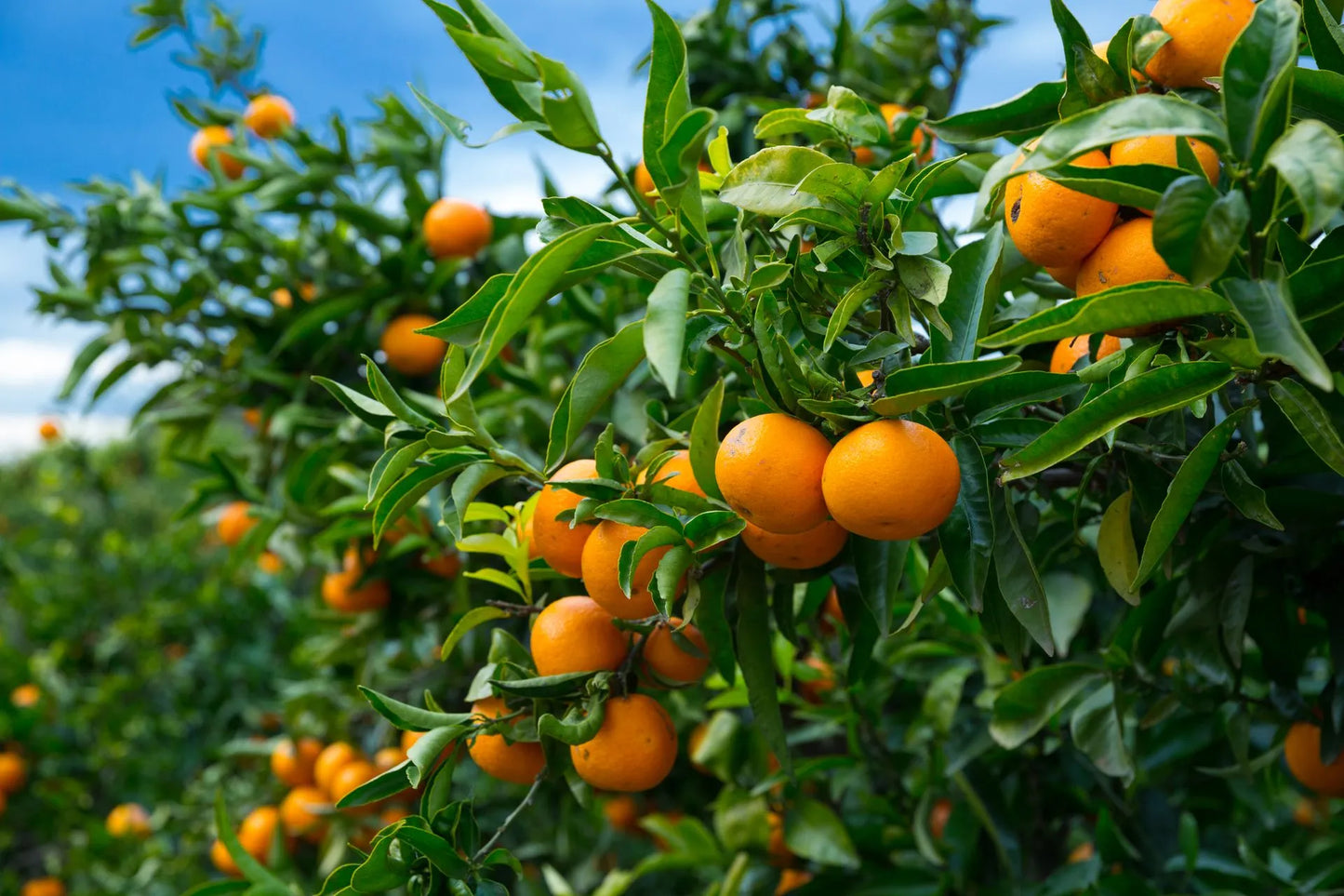 Mandarin Orange Tree