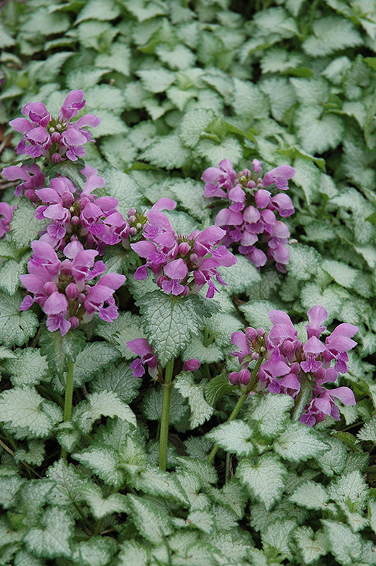 Lamium-Orchid Dead Nettle