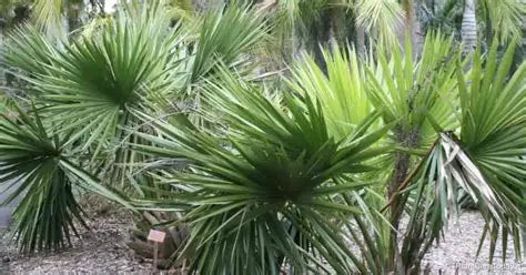 Palmetto Palm Minor