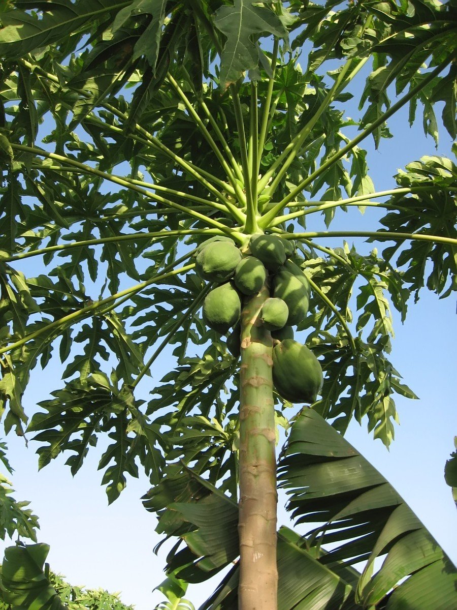 Carica Papaya Tree