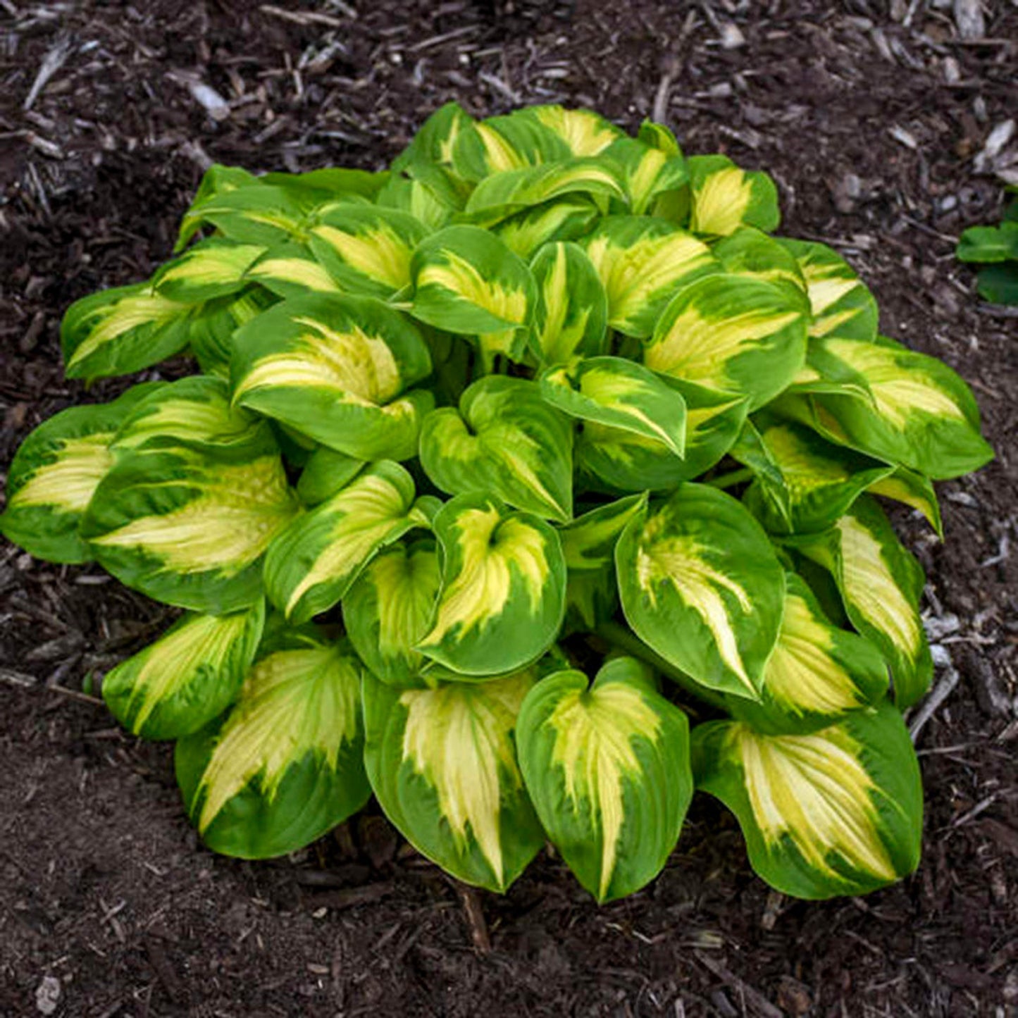 Hosta Paul's Glory