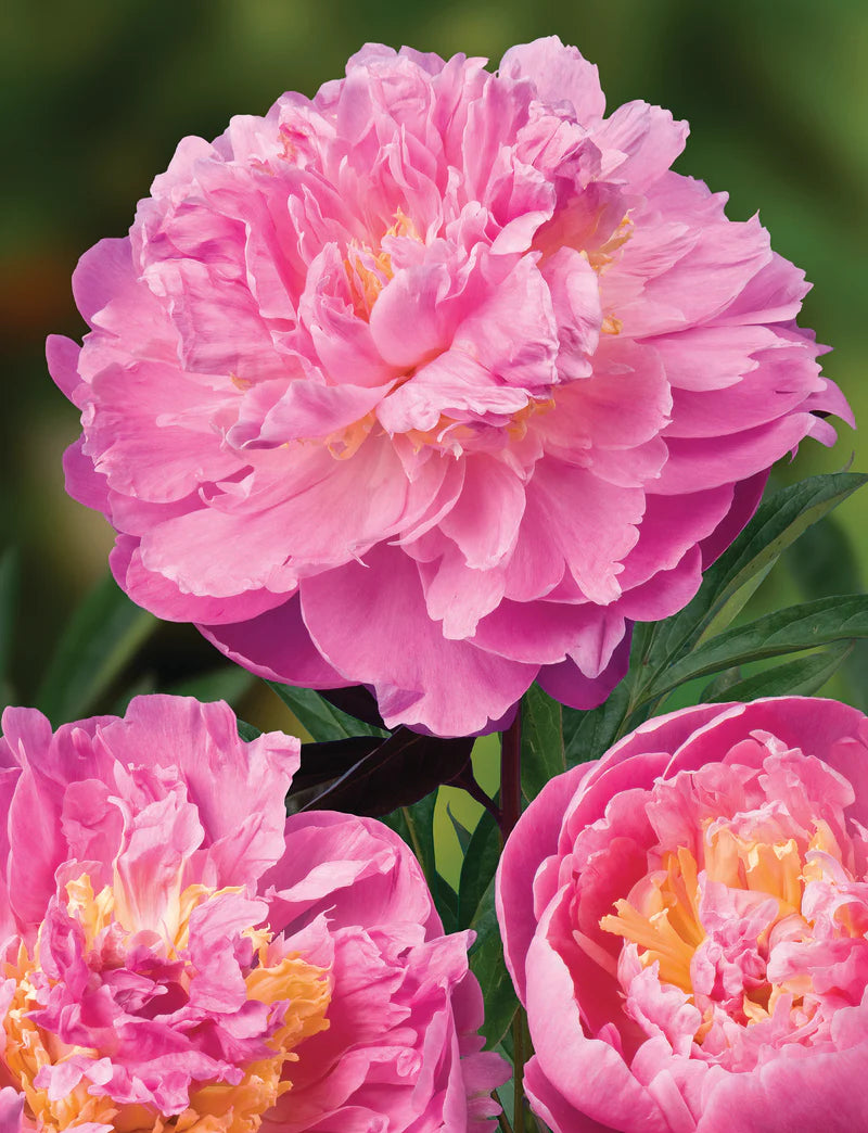 Peony Bella Donna