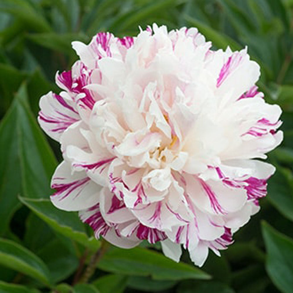 Peony Candy Stripe