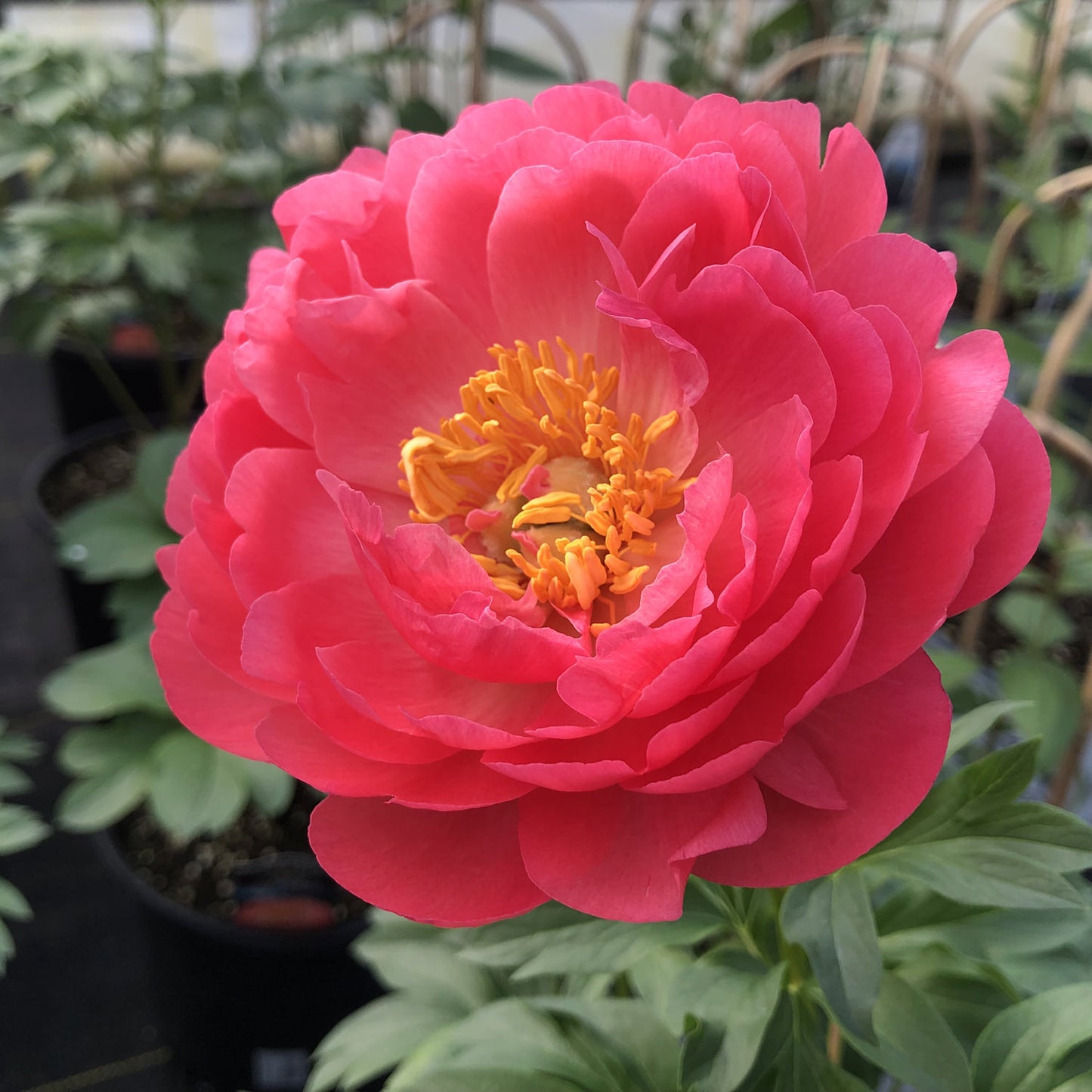 Peony Coral Sunset