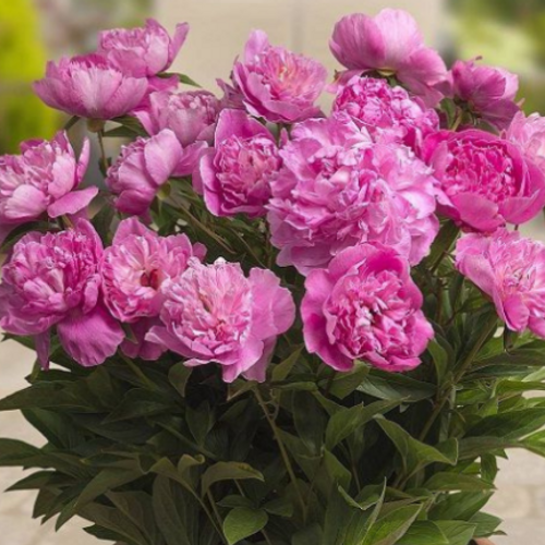 Peony Rome