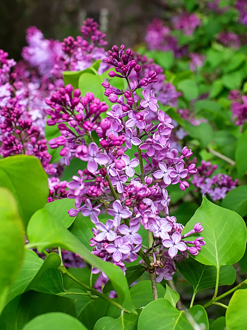 Persian Purple Lilac