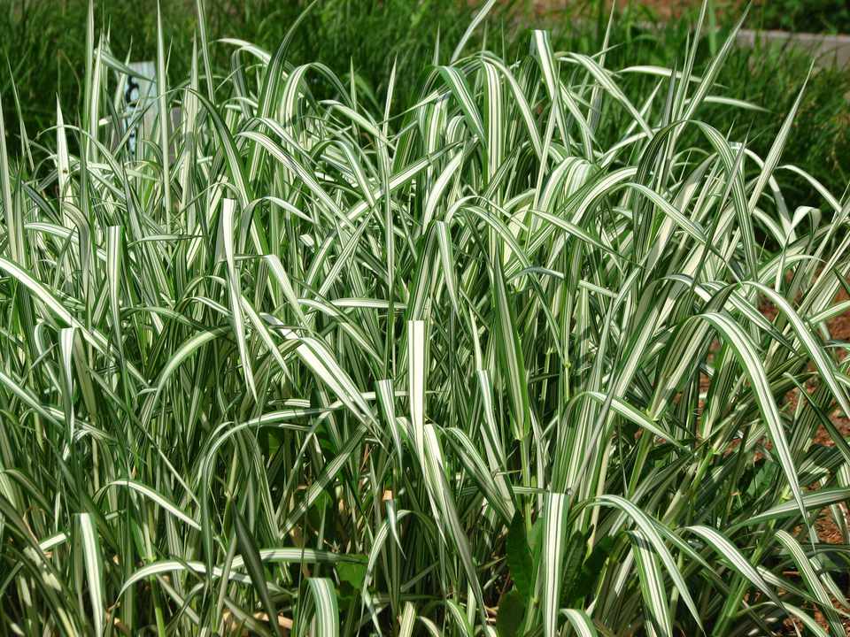 Phalaris Ribbon Grass