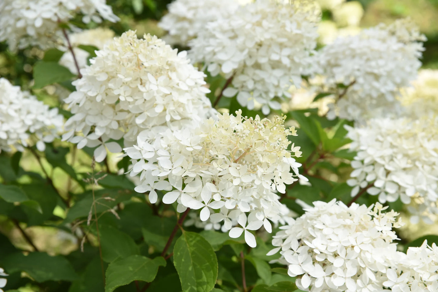 Hydrangea Phantom White