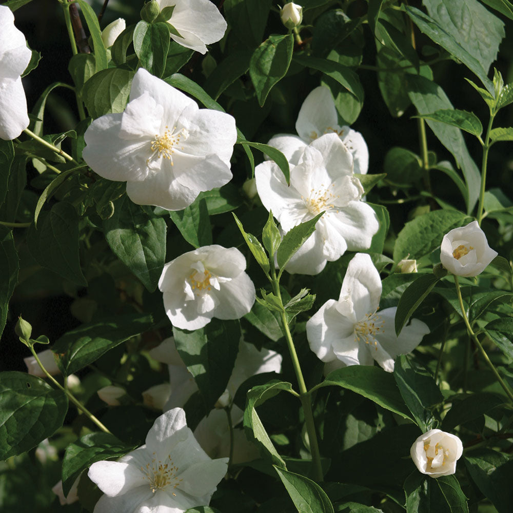 Philadelphus Mock Orange
