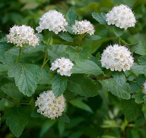 Physocarpus Ninebark