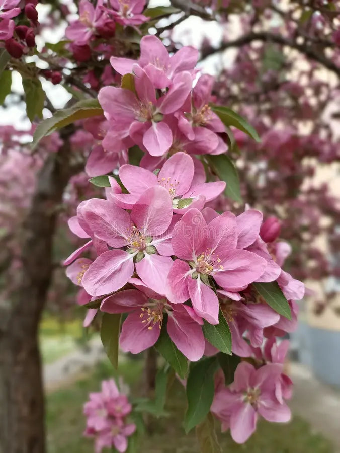 Pink Japanese Crabapple