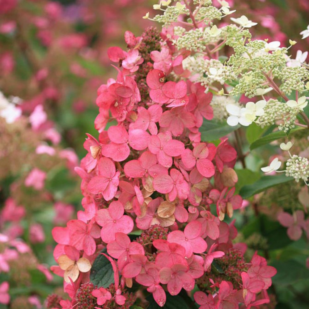 Hydrangea Pink Diamond