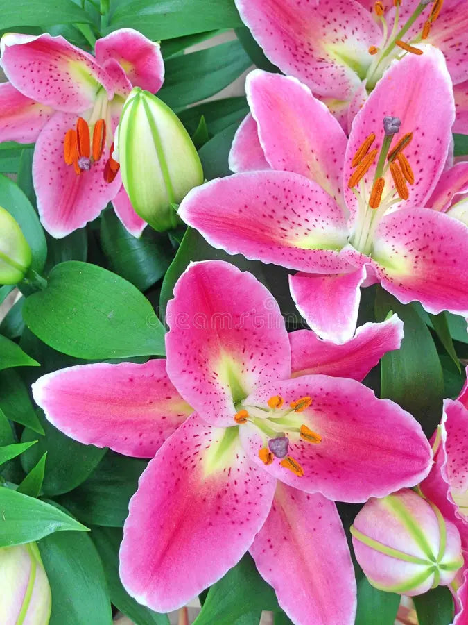 Lily Oriental Pink
