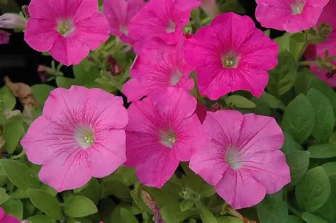 Petunia Pink Wave
