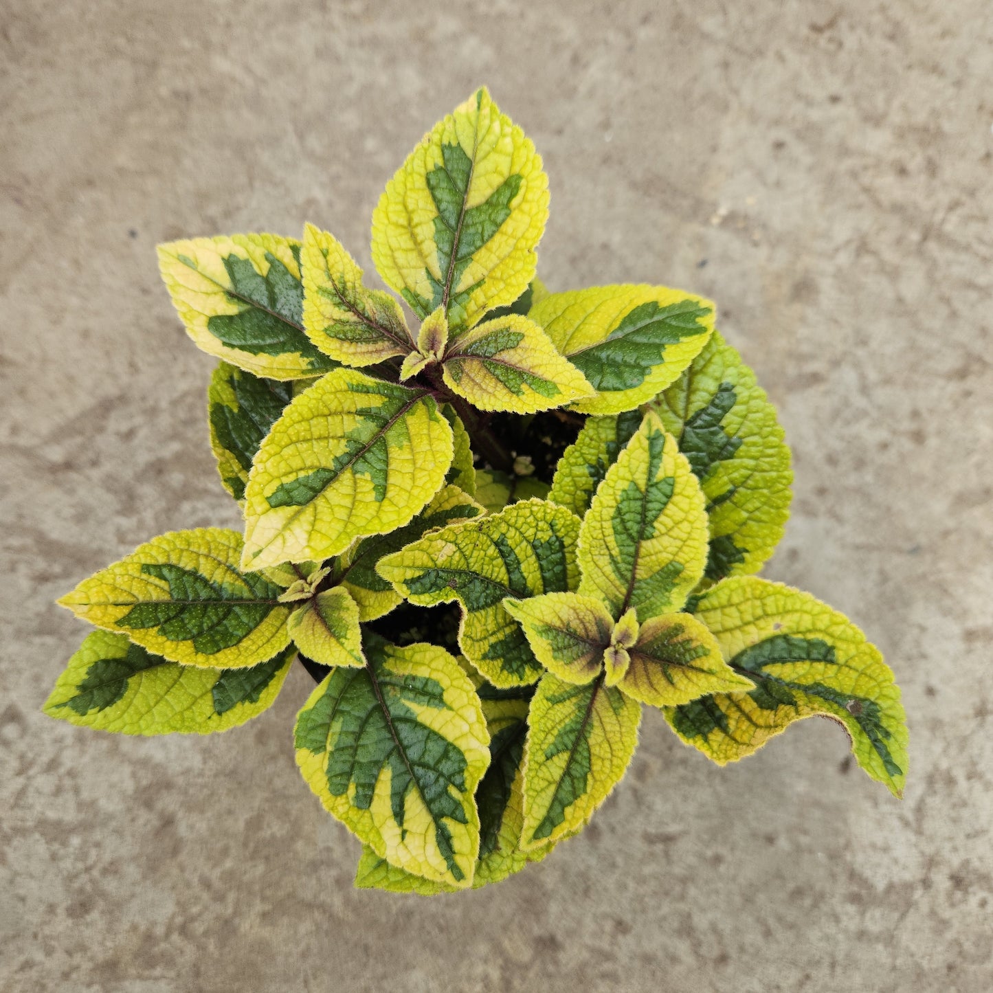 Plectranthus Guacamole