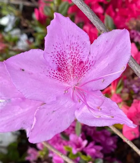 Azalea Purple Poukhanense