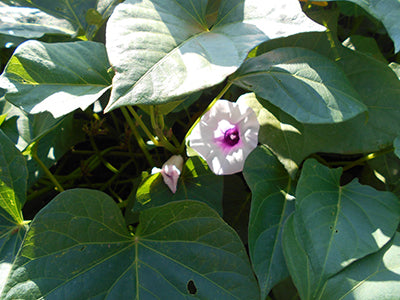 Ipomoea Potato Beauregard