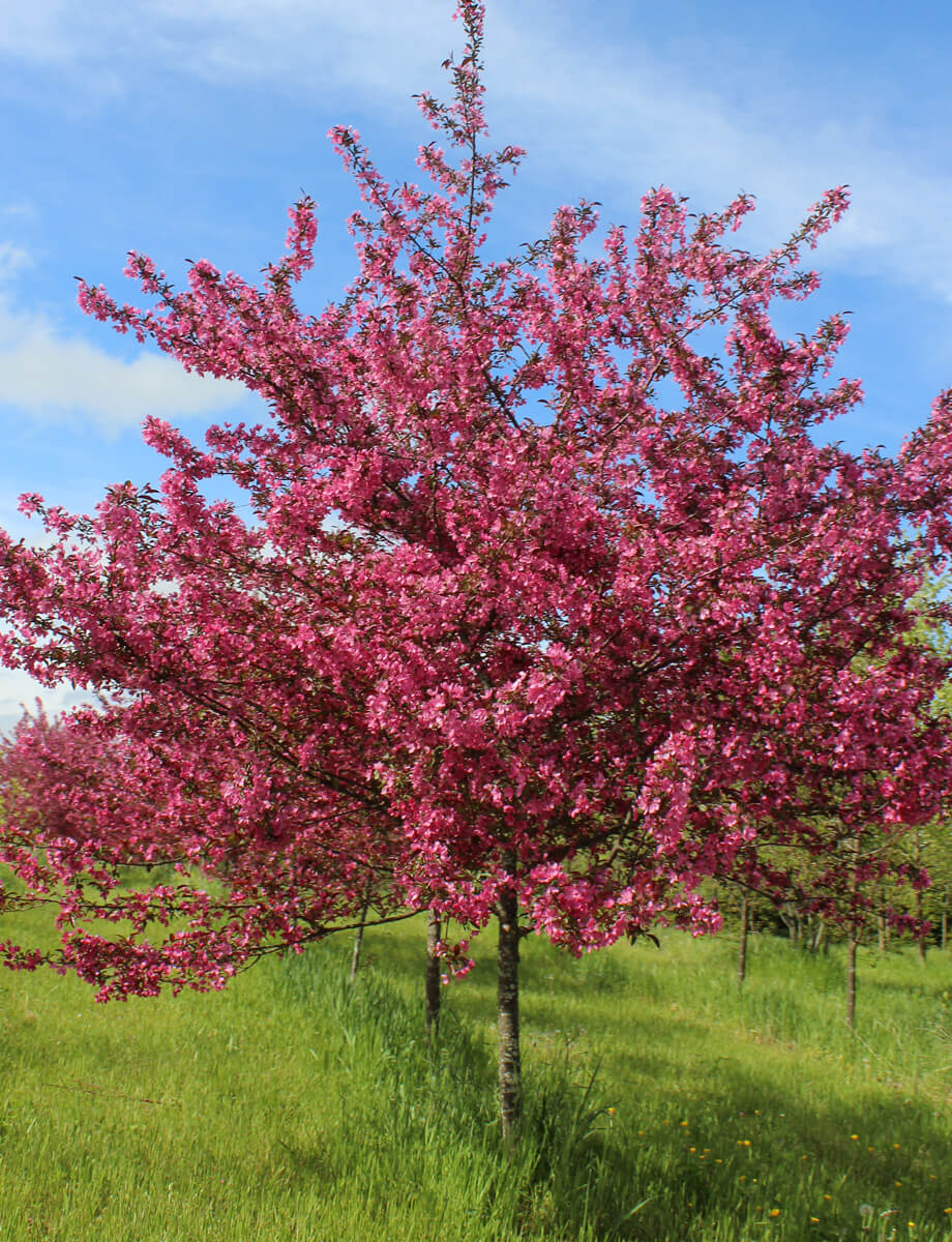 Prairie Fire Crabapple