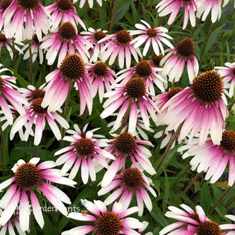 Echinacea-Pretty Parasols