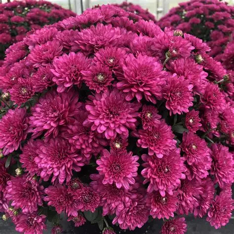 Purple Mums