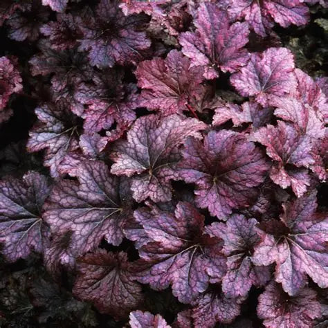 Heuchera-Purple Palace