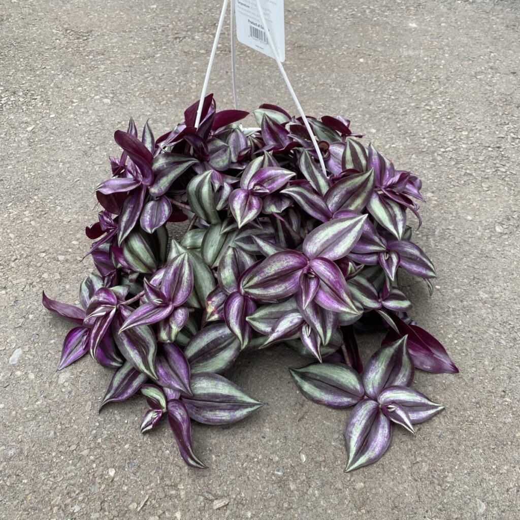 Tradescantia Purple Zebrina