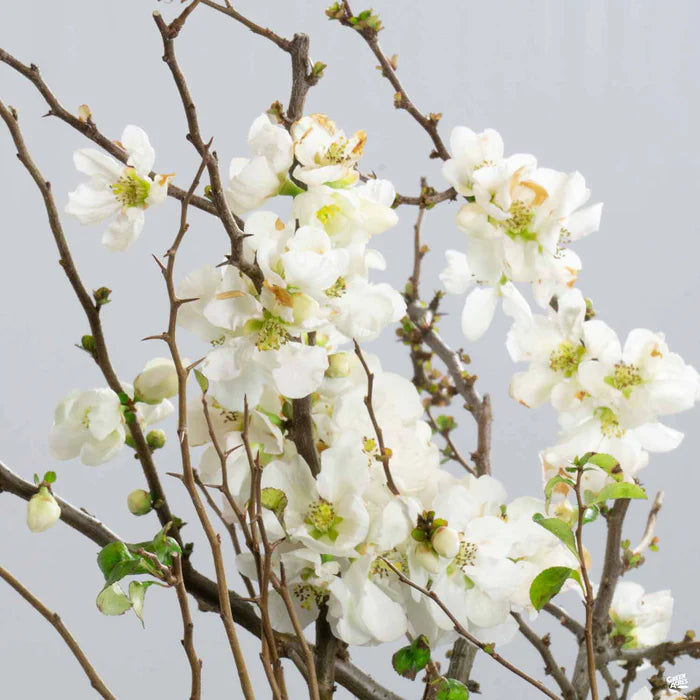 Japanese Quince Jet Trail