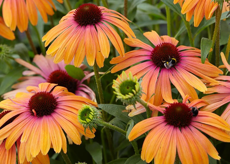 Echinacea-Rainbow Marcella
