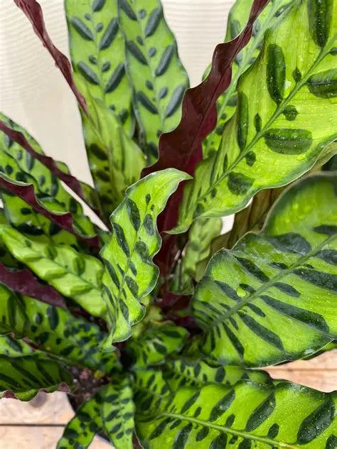 Prayer Plant Rattlesnake