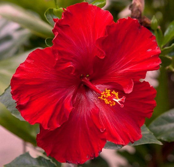 Tropical Red Hibiscus