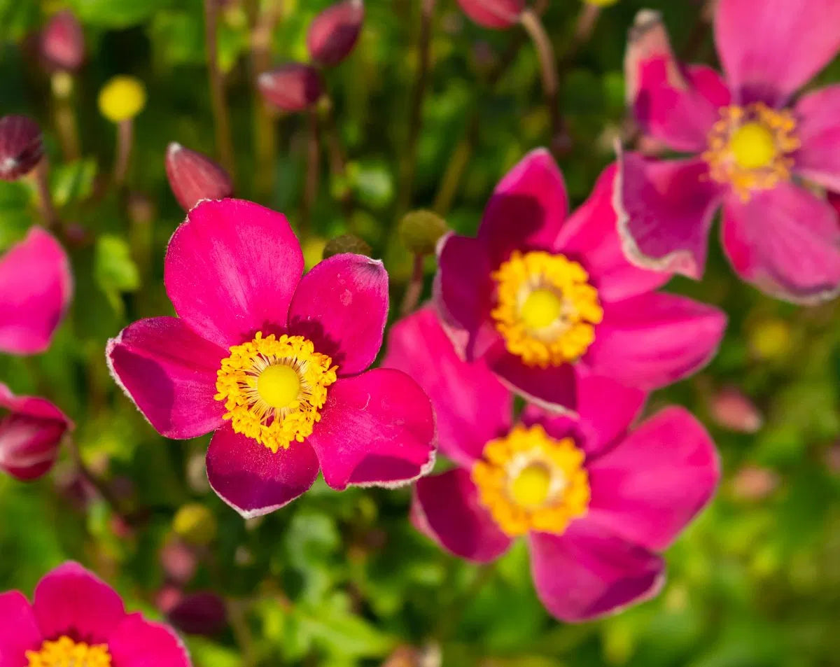 Anemone-Red Riding Hood