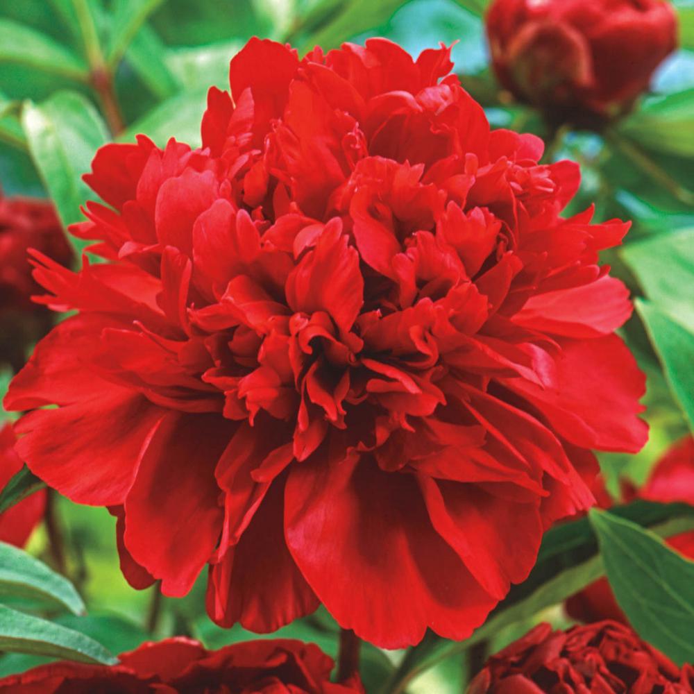 Peony Karl Rosenfield