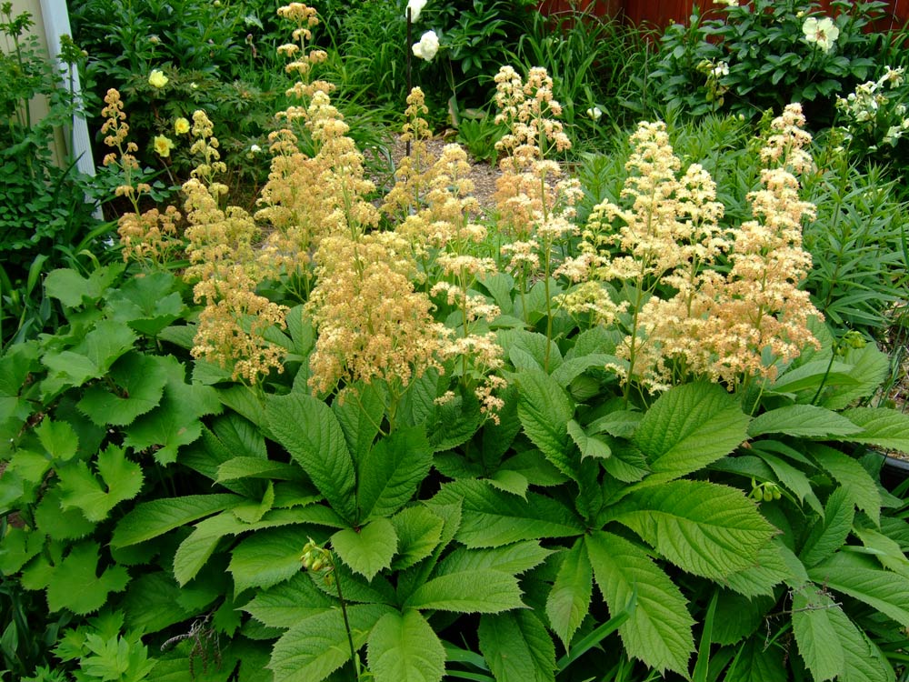 Rodgersia Plumrose Feather