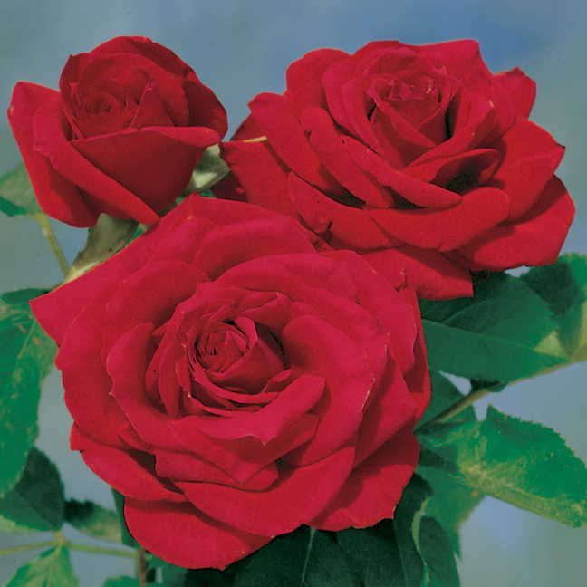 Floribunda Chrysler Rose