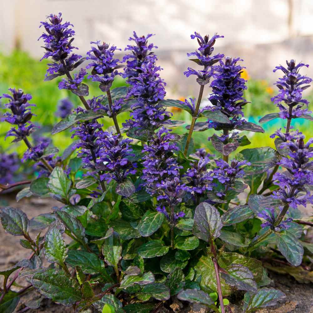 Ajuga Reptans Rosy Blue