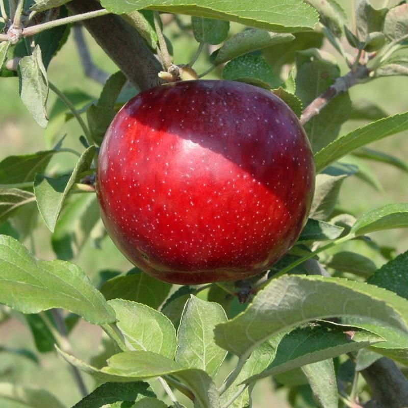 Royal Empire Apple