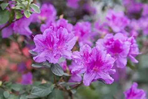 Azalea Royal Purple
