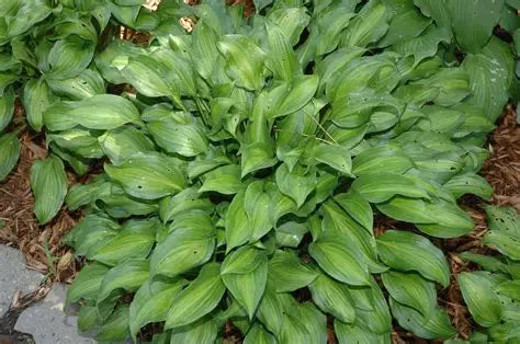 Hosta Royal Standard