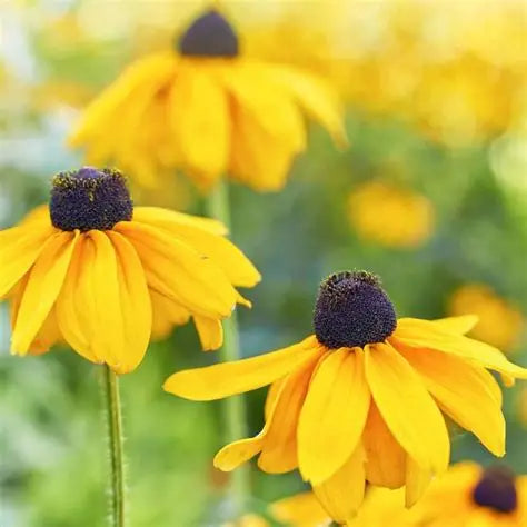 Rudbeckia X Glitters Like Gold