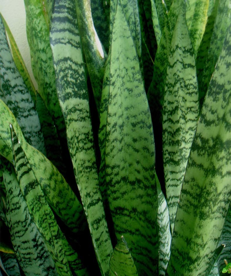 Sansevieria Green