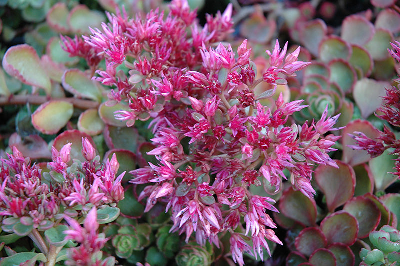 Sedum Fireglow