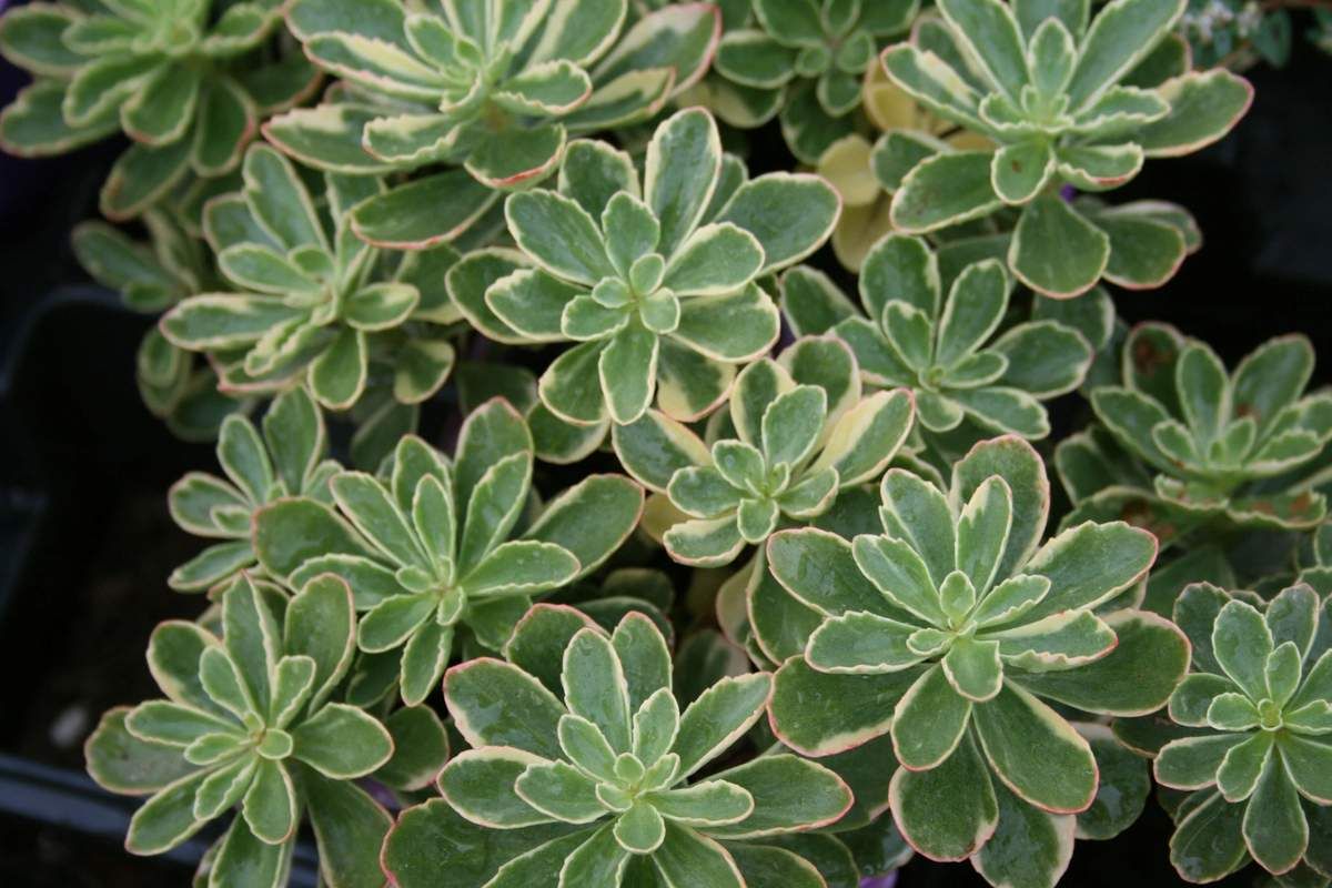 Sedum Variegated
