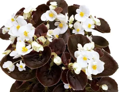 Begonia Senator White