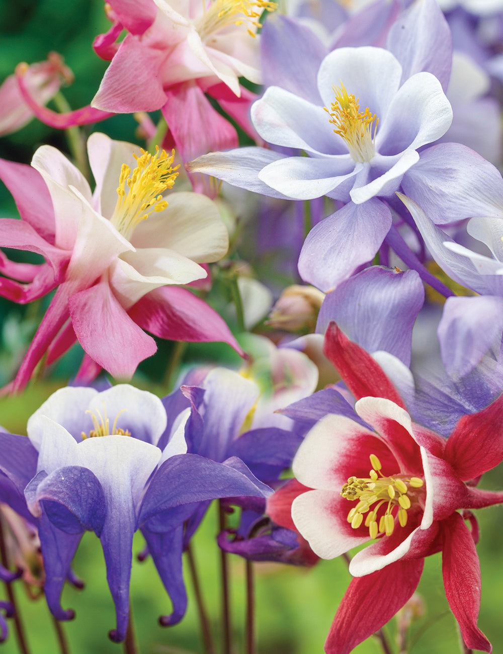 Aquilegia Songbird Mix