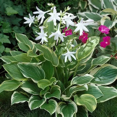Hosta So Sweet